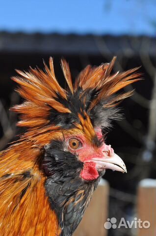 Инкубационное яйцо и цыплята павловской породы кур купить на Зозу.ру - фотография № 4