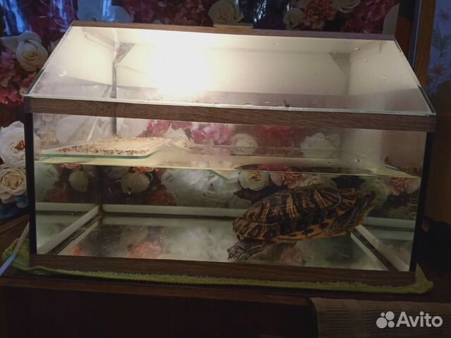Черепаха с террариумом купить на Зозу.ру - фотография № 4
