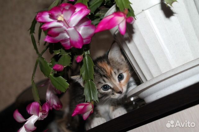 В добрые руки трехцветные котята купить на Зозу.ру - фотография № 4