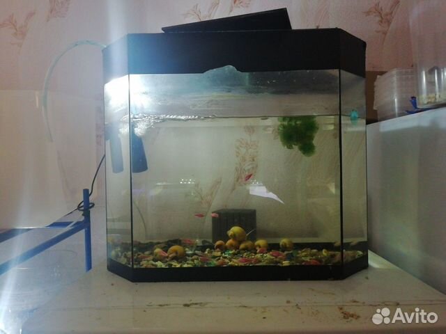 Продам аквариум купить на Зозу.ру - фотография № 7