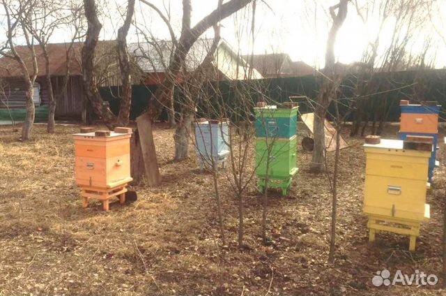 Карпатка -пчелосемья купить на Зозу.ру - фотография № 1