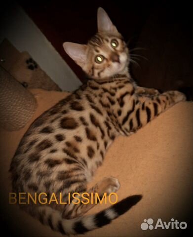 Бенгальские котята купить на Зозу.ру - фотография № 3