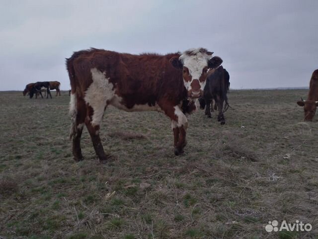 Продаются коровы, телята, звонить по номеру 8-928 купить на Зозу.ру - фотография № 10