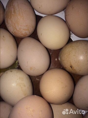 Яйца цесарки купить на Зозу.ру - фотография № 2