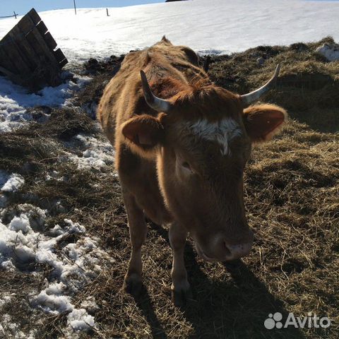 Бычки и корова с теленком купить на Зозу.ру - фотография № 5