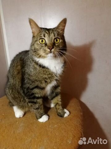 Кот Мурзик Новый Год Кот Мурзик Новый Год