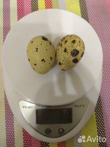 Инкубационные яйца техасских перепелов купить на Зозу.ру - фотография № 1