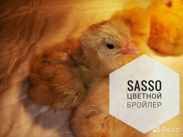 Sasso цыпленок цветного бройлера купить на Зозу.ру - фотография № 1