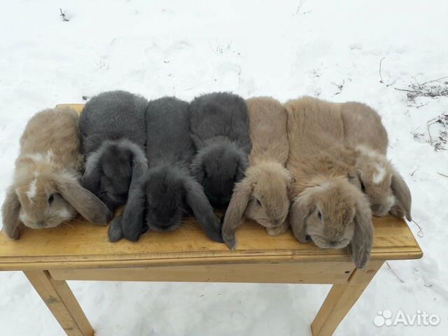 Кролики породы французский баран купить на Зозу.ру - фотография № 6
