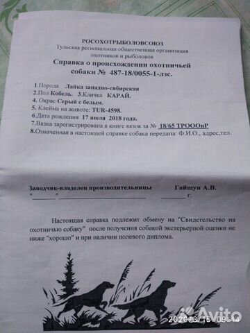 Щенки западно-сибирской лайки купить на Зозу.ру - фотография № 6