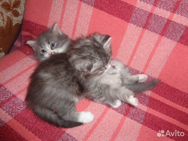 Котята от сибирской ловчей кошки (девочки) купить на Зозу.ру - фотография № 4