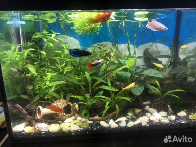 Дизайн для аквариума