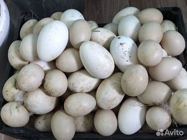 Яйца (гусиные и индоутиные) купить на Зозу.ру - фотография № 1