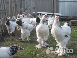 Куры цыплята купить на Зозу.ру - фотография № 6