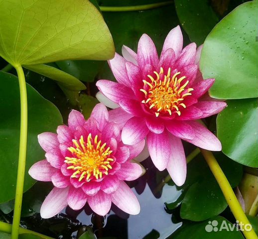 Водные растения