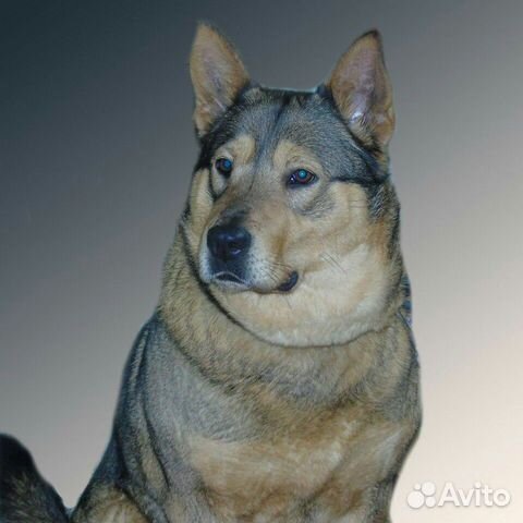 Собака Собака