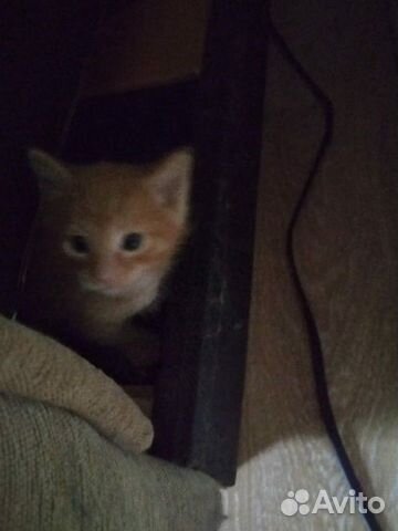 Котята