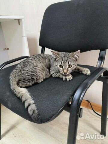 Кошка, в добрые руки Кошка, в добрые руки