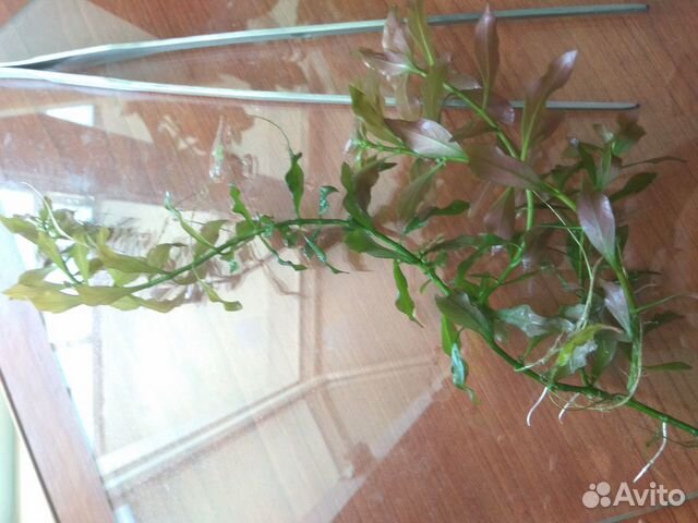 Растения для аквариума Растения для аквариума