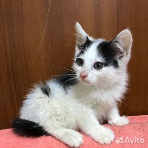 Котенок девочка 2 месяца Котенок девочка 2 месяца
