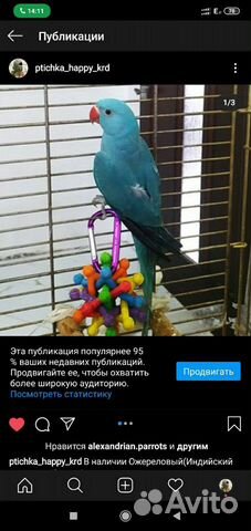 Ожереловый попугай