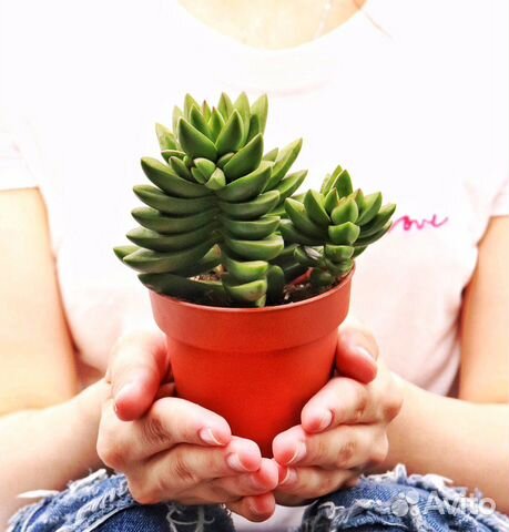 Крассула Капителла Бен (Crassula Capitella Ben) Крассула Капителла Бен (Crassula Capitella Ben)