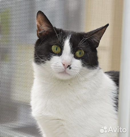 Мусенька Мусенька