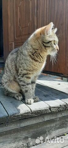 Котик