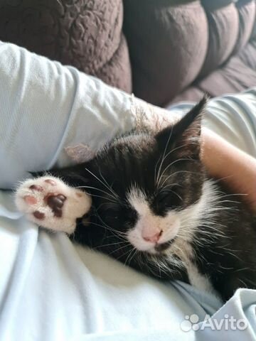 Котёнок Котёнок