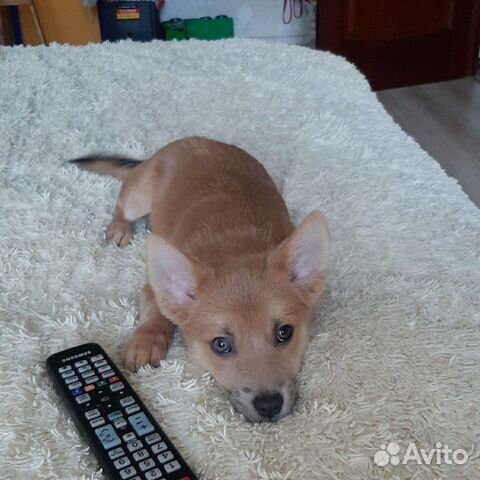 Собака Собака