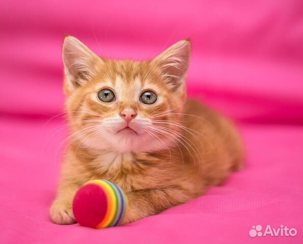 Рыжий котенок Арчи - 3 мес. в дар