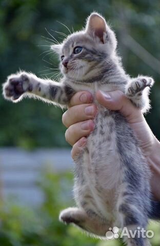 Котёнок метис