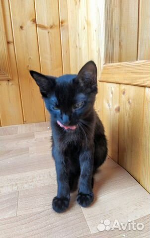 Котенок девочка Котенок девочка