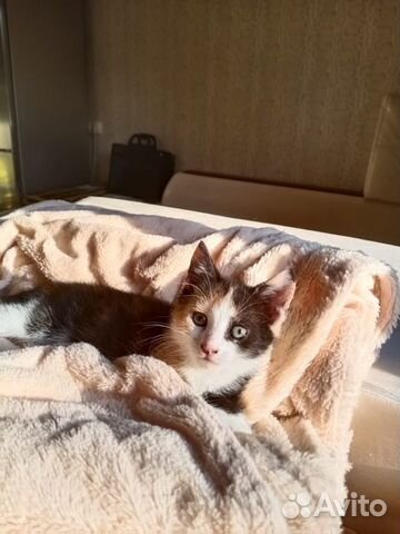 Котёнок девочка Котёнок девочка