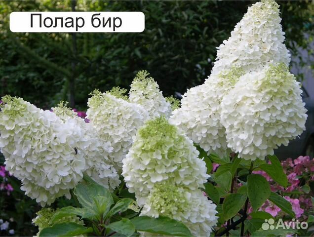 Гортензии, красивоцветущие кустарники,ежевика