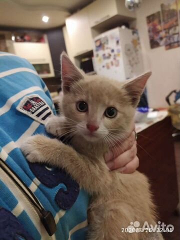 Кошка
