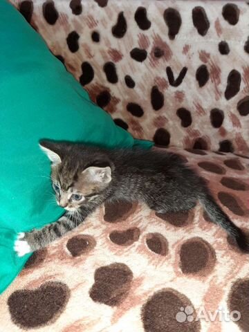 Котята