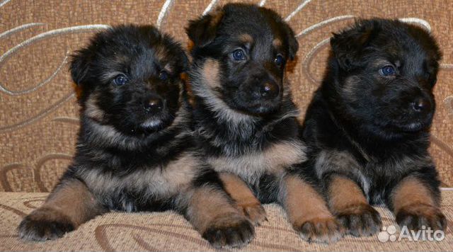 Немецкие овчарки и др. щенки