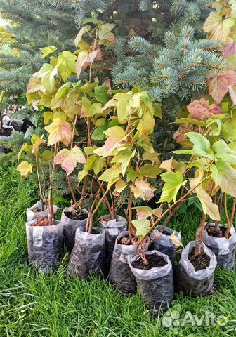 Саженцы ягодных и декоративных кустов