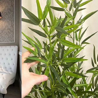 Бамбук лайт искус - растение для дома