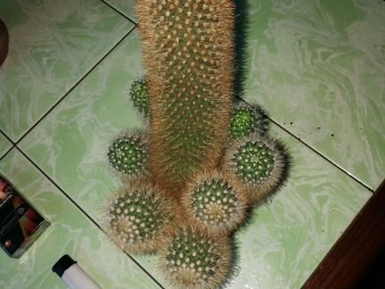 Кактус Rebutia senilis