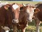 Коровы дойные молочные, быки объявление продам