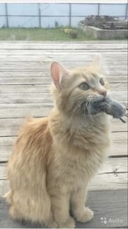 Полубобтейлы-котята