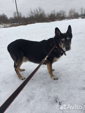 Никому ненужная собака