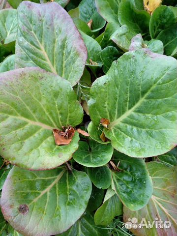 Растение Бадан