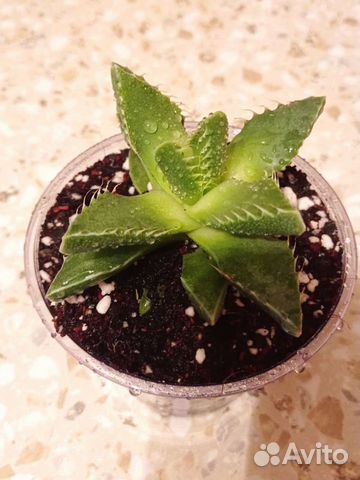 Комнатные растения