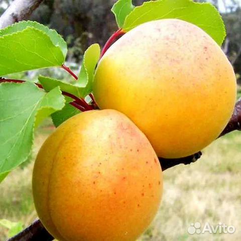 Саженцы персика, абрикоса, нектарина