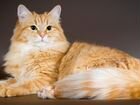Котик сибирский рыжий