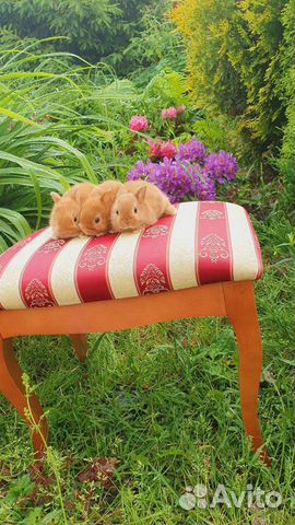 Солнечные малыши