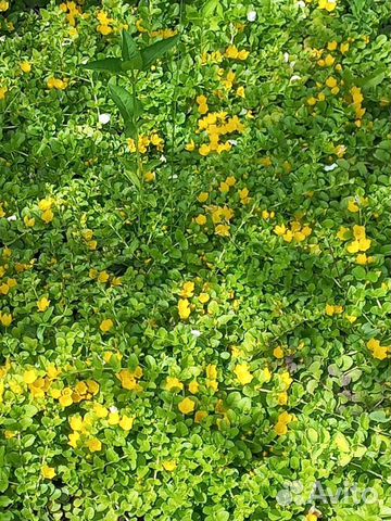 Почвопокровные растения